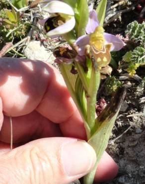 Fotografia 15 da espécie Ophrys apifera no Jardim Botânico UTAD