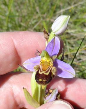 Fotografia 16 da espécie Ophrys apifera no Jardim Botânico UTAD