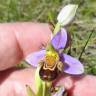 Fotografia 16 da espécie Ophrys apifera do Jardim Botânico UTAD