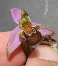 Fotografia da espécie Ophrys apifera