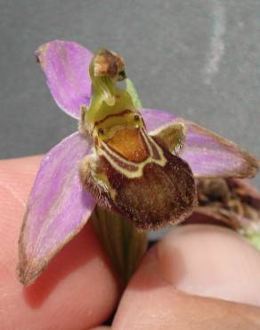 Fotografia 17 da espécie Ophrys apifera no Jardim Botânico UTAD