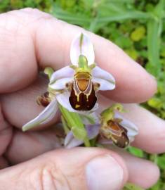 Fotografia da espécie Ophrys apifera