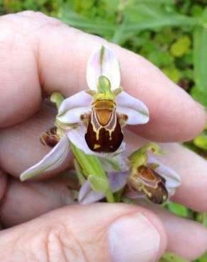 Fotografia 18 da espécie Ophrys apifera no Jardim Botânico UTAD