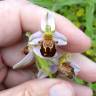 Fotografia 18 da espécie Ophrys apifera do Jardim Botânico UTAD