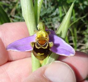 Fotografia da espécie Ophrys apifera