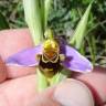 Fotografia 19 da espécie Ophrys apifera do Jardim Botânico UTAD