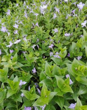 Fotografia 14 da espécie Vinca difformis subesp. difformis no Jardim Botânico UTAD