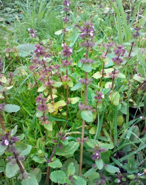 Fotografia 15 da espécie Stachys arvensis no Jardim Botânico UTAD