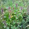 Fotografia 15 da espécie Stachys arvensis do Jardim Botânico UTAD