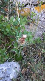 Fotografia da espécie Rhaponticum coniferum