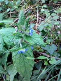 Fotografia da espécie Pentaglottis sempervirens