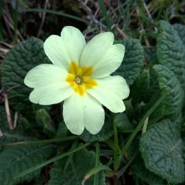 Fotografia da espécie Primula acaulis subesp. acaulis