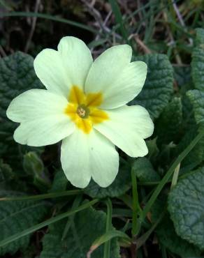 Fotografia 18 da espécie Primula acaulis subesp. acaulis no Jardim Botânico UTAD