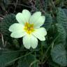 Fotografia 18 da espécie Primula acaulis subesp. acaulis do Jardim Botânico UTAD
