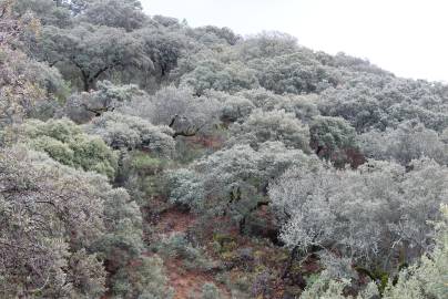 Fotografia da espécie Quercus rotundifolia