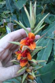 Fotografia da espécie Hedychium gardnerianum