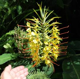 Fotografia da espécie Hedychium gardnerianum