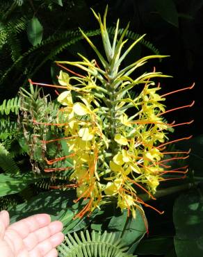 Fotografia 23 da espécie Hedychium gardnerianum no Jardim Botânico UTAD
