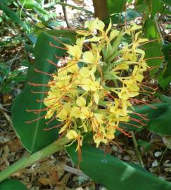 Fotografia da espécie Hedychium gardnerianum