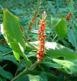 Fotografia da espécie Hedychium gardnerianum