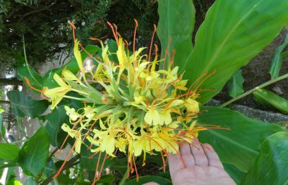 Fotografia da espécie Hedychium gardnerianum