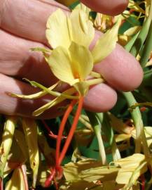 Fotografia da espécie Hedychium gardnerianum