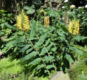 Fotografia da espécie Hedychium gardnerianum