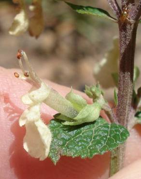 Fotografia 18 da espécie Teucrium scorodonia subesp. scorodonia no Jardim Botânico UTAD