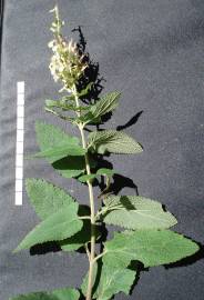 Fotografia da espécie Teucrium scorodonia subesp. scorodonia