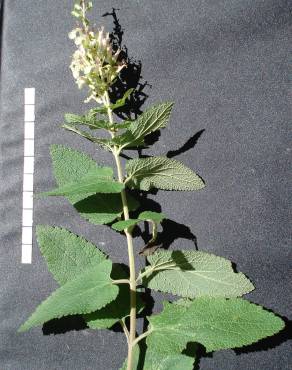 Fotografia 19 da espécie Teucrium scorodonia subesp. scorodonia no Jardim Botânico UTAD