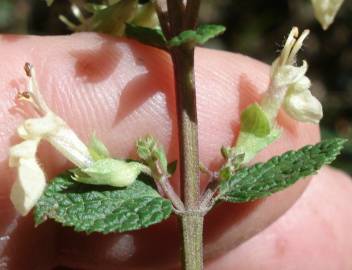 Fotografia da espécie Teucrium scorodonia subesp. scorodonia