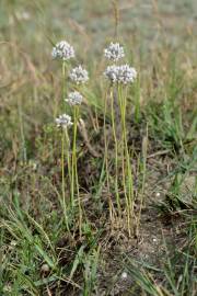 Fotografia da espécie Allium baeticum