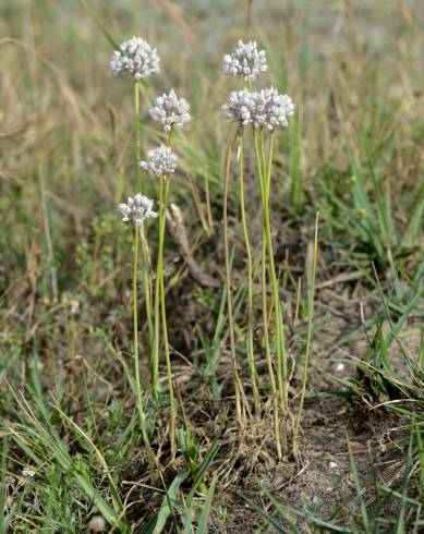 Fotografia de capa Allium baeticum - do Jardim Botânico