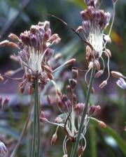 Fotografia da espécie Allium paniculatum