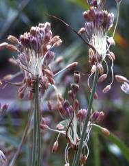 Allium paniculatum subesp. paniculatum