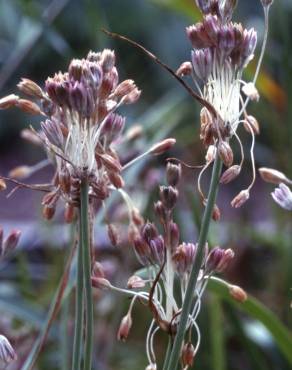 Fotografia 1 da espécie Allium paniculatum subesp. paniculatum no Jardim Botânico UTAD
