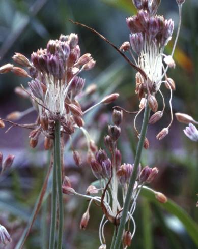 Fotografia de capa Allium paniculatum subesp. paniculatum - do Jardim Botânico