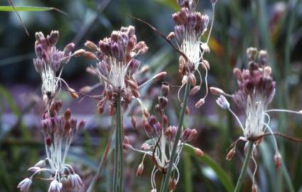 Fotografia da espécie Allium paniculatum subesp. paniculatum