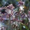 Fotografia 1 da espécie Allium paniculatum subesp. paniculatum do Jardim Botânico UTAD