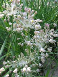 Fotografia da espécie Allium paniculatum subesp. paniculatum