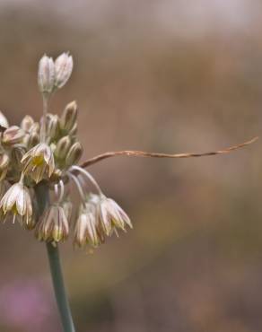 Fotografia 3 da espécie Allium paniculatum subesp. paniculatum no Jardim Botânico UTAD