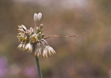 Fotografia da espécie Allium paniculatum subesp. paniculatum