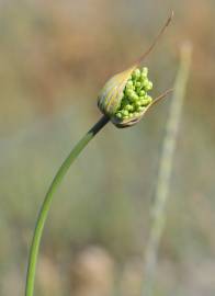 Fotografia da espécie Allium paniculatum subesp. paniculatum