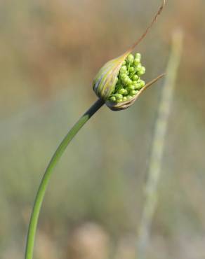 Fotografia 4 da espécie Allium paniculatum subesp. paniculatum no Jardim Botânico UTAD