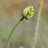 Fotografia 4 da espécie Allium paniculatum subesp. paniculatum do Jardim Botânico UTAD