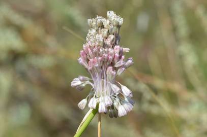 Fotografia da espécie Allium paniculatum subesp. paniculatum