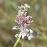 Fotografia 5 da espécie Allium paniculatum subesp. paniculatum do Jardim Botânico UTAD