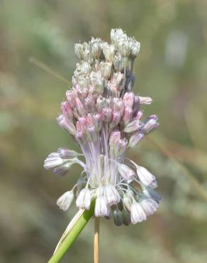 Fotografia 6 da espécie Allium paniculatum subesp. paniculatum no Jardim Botânico UTAD