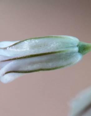 Fotografia 7 da espécie Allium paniculatum subesp. paniculatum no Jardim Botânico UTAD