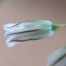Fotografia 7 da espécie Allium paniculatum subesp. paniculatum do Jardim Botânico UTAD